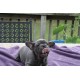 Chester is a Blue Brindle Registered