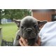 Chester is a Blue Brindle Registered